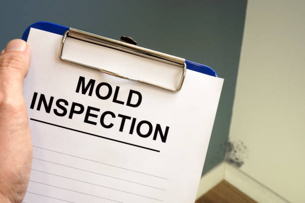 Best Emergency Mold Remediation  in St Robert, MO